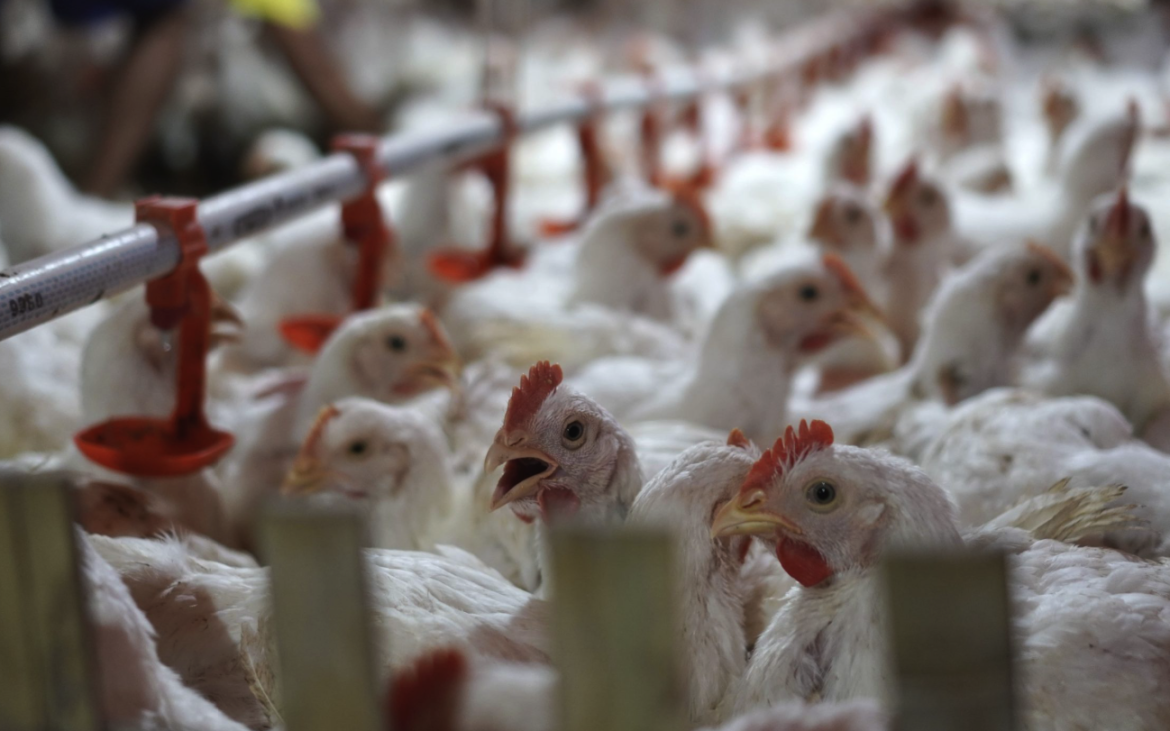 Bisnis Ayam Potong Terbaik: Panduan Sukses dan Peluang Usaha
