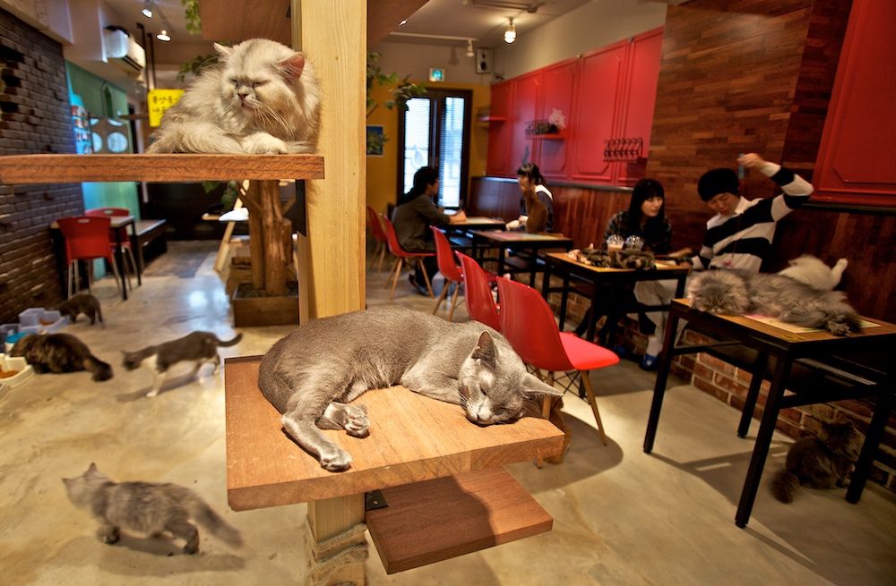 Bisnis Cafe Kucing: Peluang dan Strategi Sukses di Industri Hobi