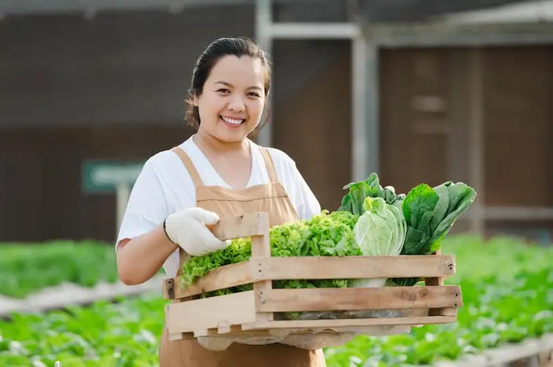 Bisnis Hidroponik Terbaik: Peluang dan Strategi Sukses