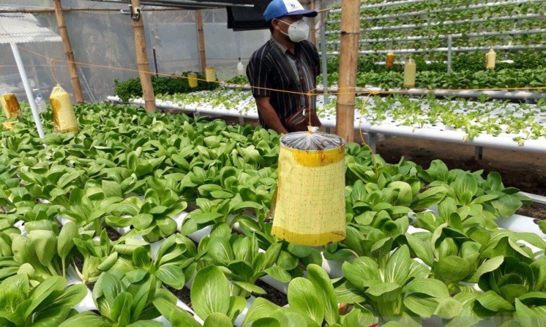 Bisnis Terbaik dalam Usaha Pertanian Organik untuk Pemula