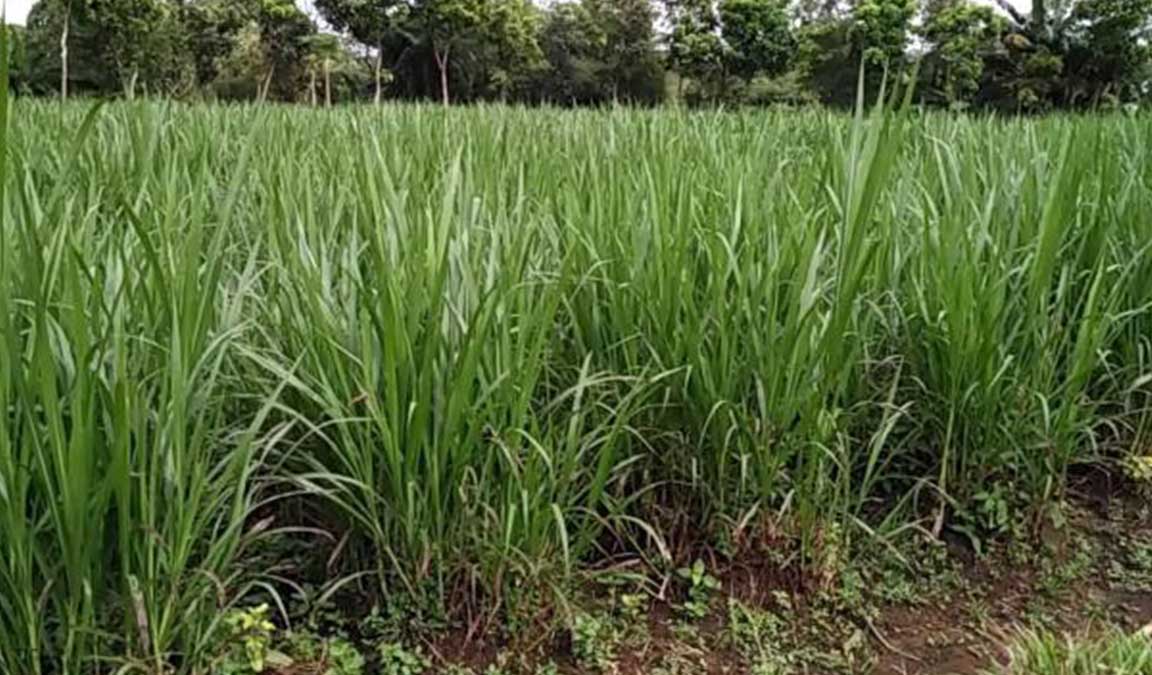 Bisnis Terbaik di Bidang Layanan Perawatan Rumput: Peluang dan Tips